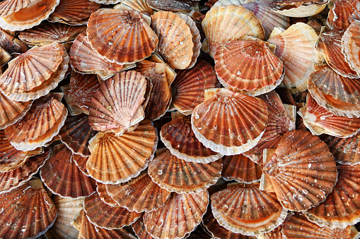 How Many Scallops Per Person